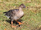 Bean Goose (WWT Slimbridge October 2017) - pic by Nigel Key